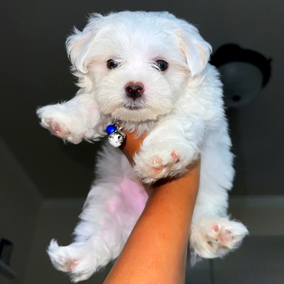 🔥Meet your Posher, Mrs. Doniniques🔥 - Picture 11 of 17